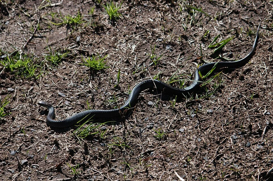 Black-bellied Swamp Snake (Hemiaspis signata)