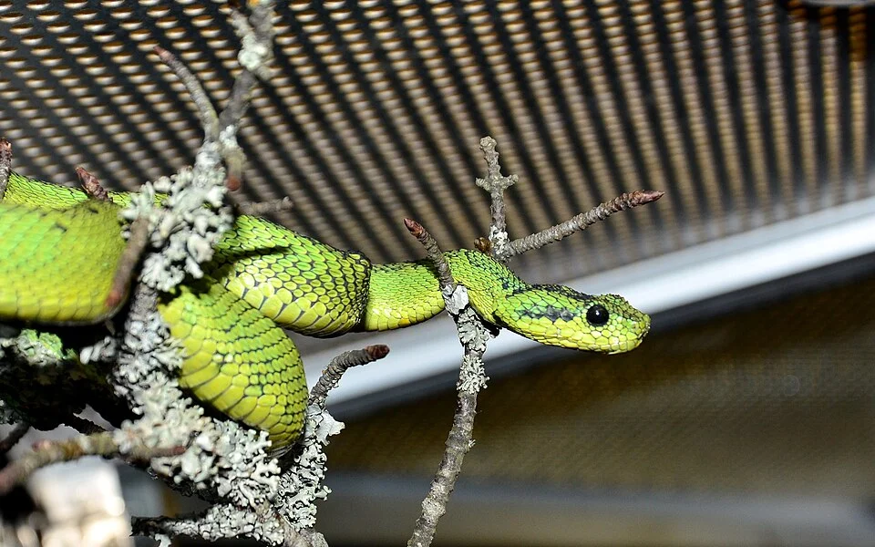 Nitsche's bush viper