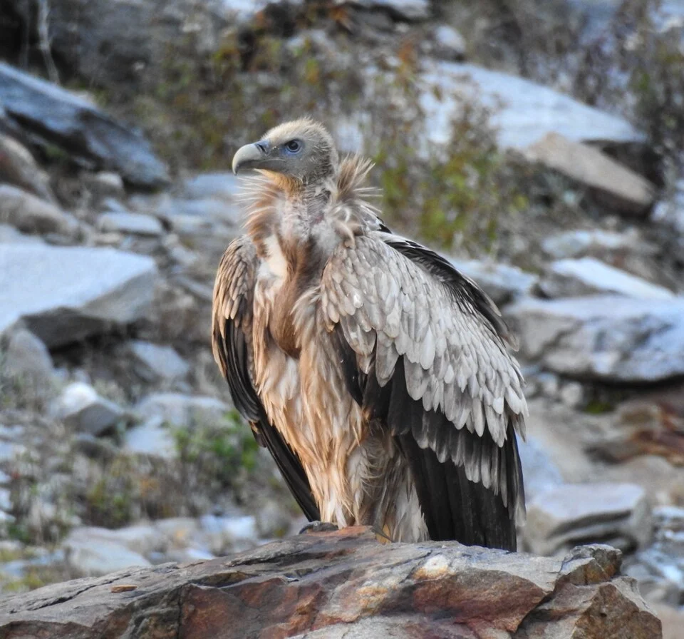 Gyps himalayensis seen at Lower Waterfall area, Rupin Pass trail, Shimla Dist, Himachal Pradesh
