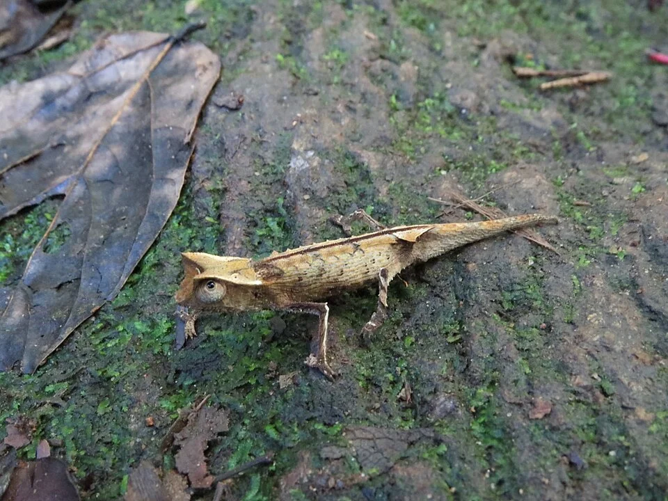 Brookesia griveaudi - Marojejy leaf chameleon. Species of lizard.