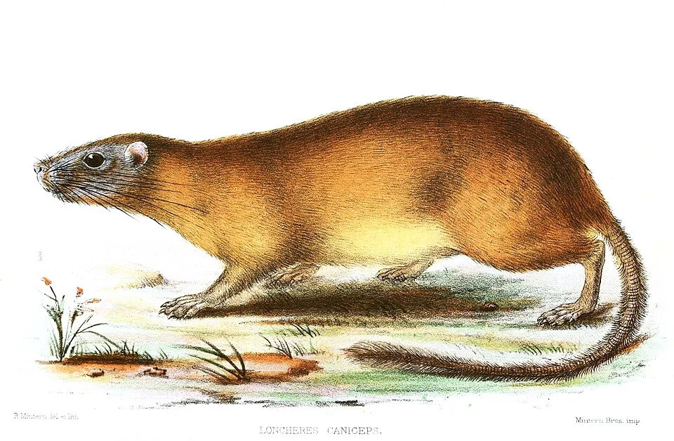 Loncheres caniceps= Diplomys caniceps