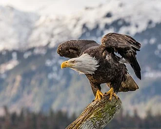 bald eagle. Photo taken in Kachemak Bay, Alaska.