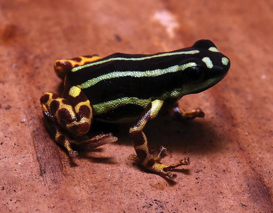Adult female of Ranitomeya aquamarina in natural posture. Paratype female (INPA-H 47569)