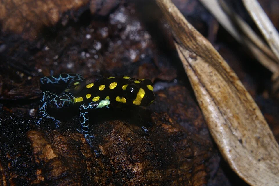 Ranitomeya née en captivité et elevée en terrarium
