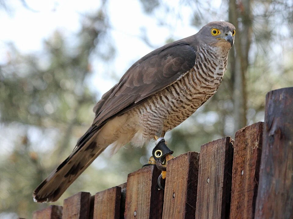 African_Goshawk (Accipiter tachiro) at Eagle Encounters, South Africa