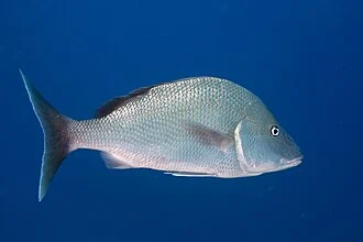 White Margate (Haemulon album) in the Bahamas