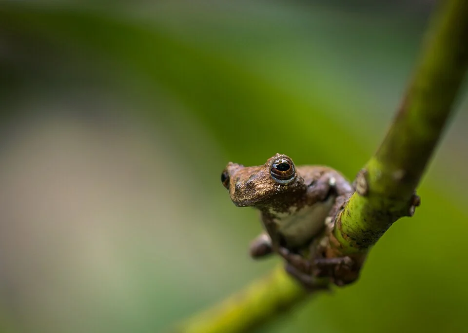 One of the hylids from the amazon rain forest.