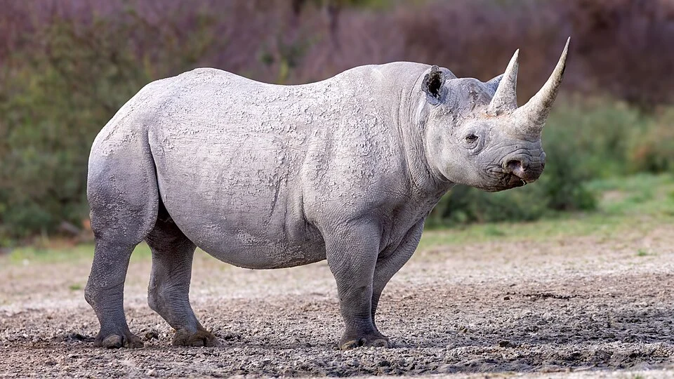 Black Rhino, Working with Wildlife, South Africa