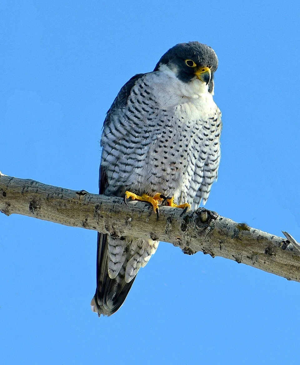 Male peregrine falcon (Falco peregrinus) in Humber Bay Park West in Toronto