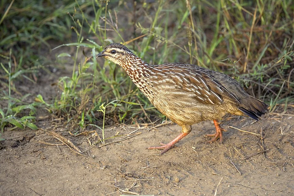 Crested francolin (Dendroperdix sephaena sephaena) Kruger National Park, South Africa