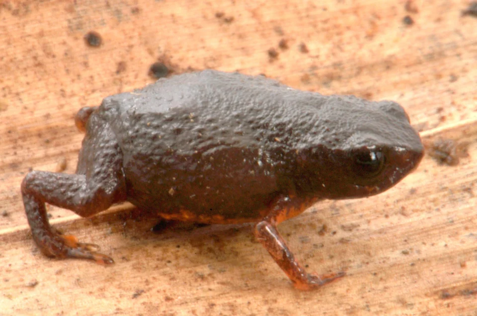 Brachycephalus brunneus