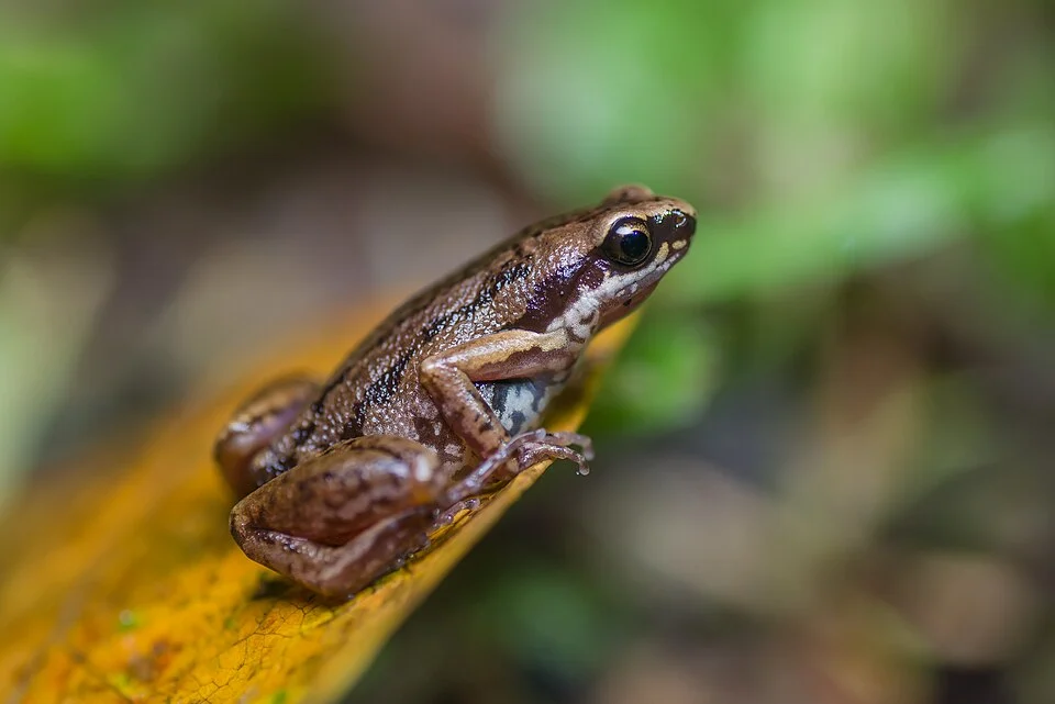 Micryletta inornata, Inornate chorus frog - Khao Luang National Park.
Photo by Thai National Parks, https://www.thainationalparks.com/khao-luang-national-park.