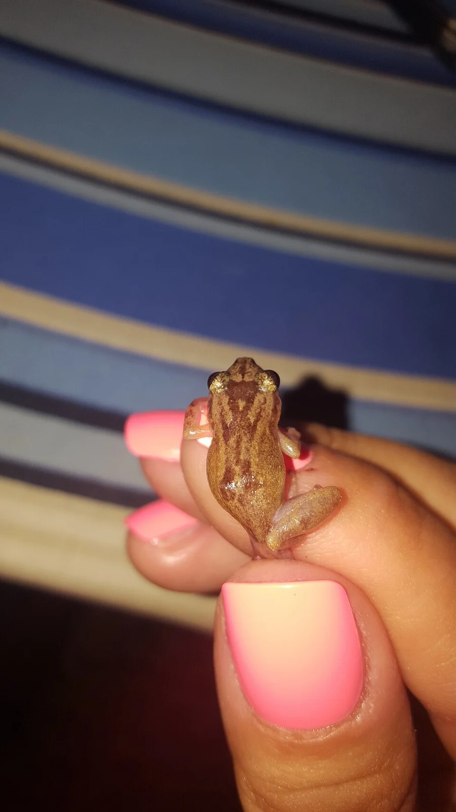 Whistling Coqui (Eleutherodactylus cochranae)