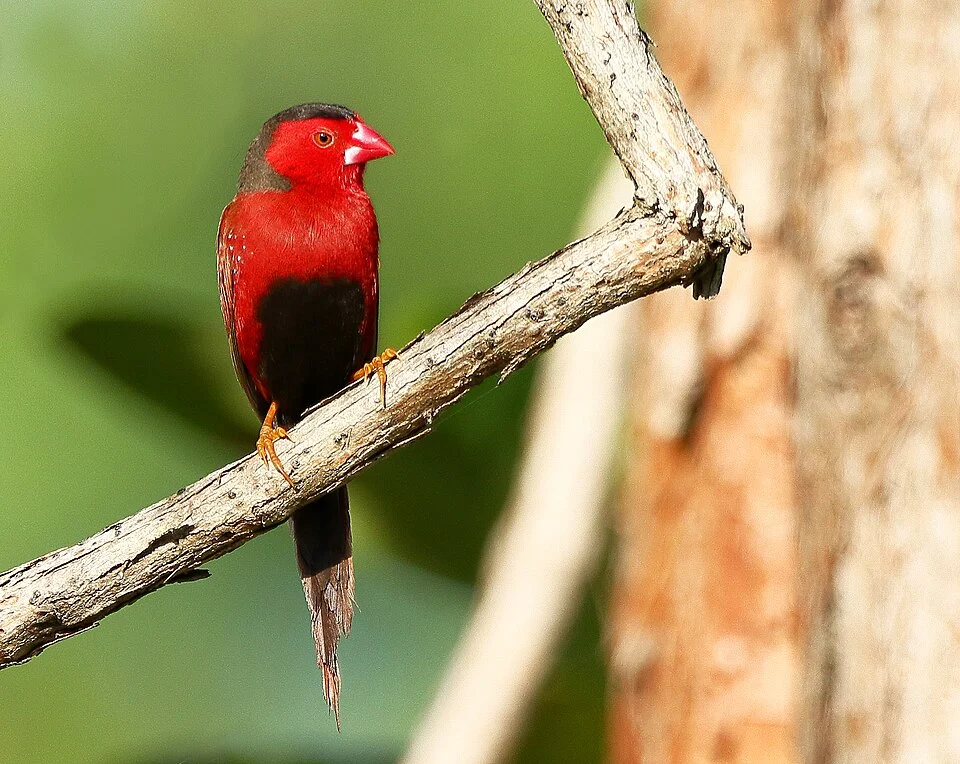 Male Crimson finch  (Neochmia phaeton) taken at Fogg Dam, Northern Territory, Australia