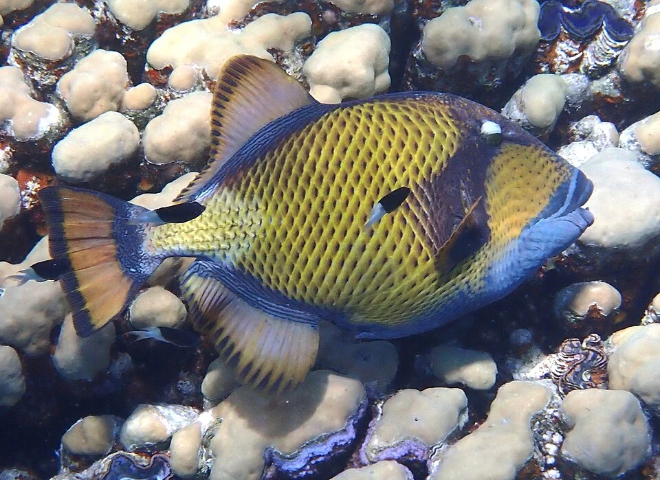 Photo of Titan Triggerfish uploaded from iNaturalist.