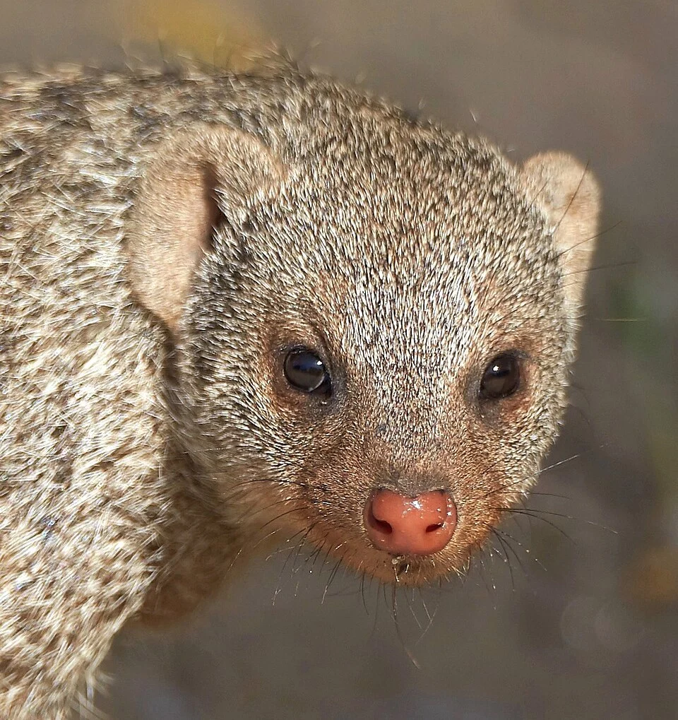 Nose colors of banded mongoose vary from gray-brown to orange-red.