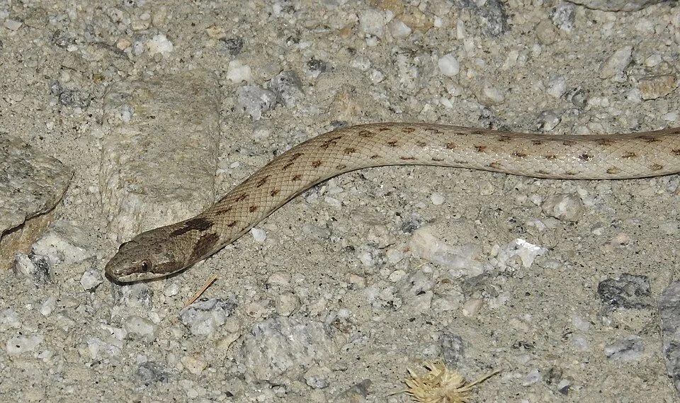 Desert Nightsnake (Hypsiglena chlorophaea). Species of reptile.