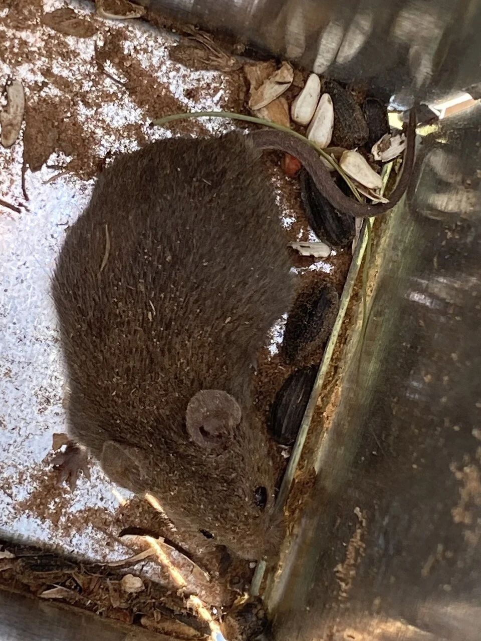 Northern Pygmy Mouse (Baiomys taylori)