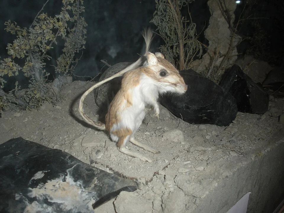 This is a taxidermied Panamint kangaroo rat at the Mono Basin National Forest Scenic Area Visitor Center. Originally posted to my Flickr: https://flickr.com/photos/ixfd64/48312564307