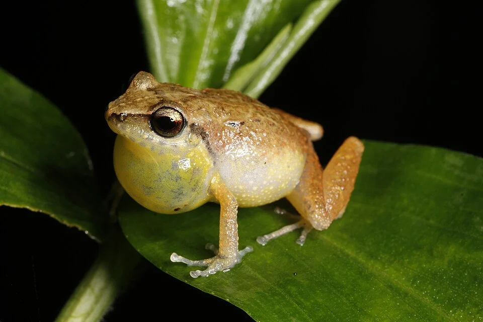 Adult male Eleutherodactylus abbotti from El Arroyaso, La Vega province https://static.inaturalist.org/photos/6949135/original.jpeg?1491713916