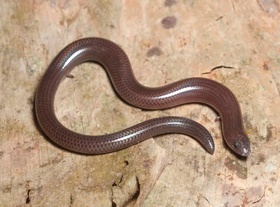 Brachymeles bonitae (KU 330100) from mid-elevation, Mt. Cagua. Photo: RMB.