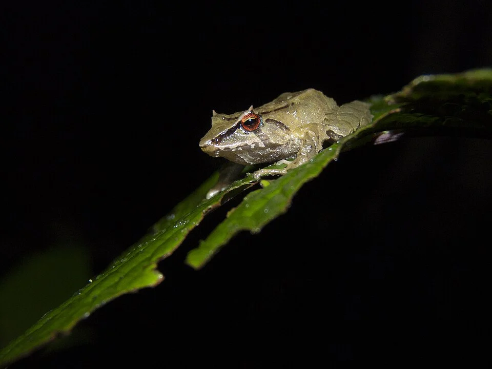 Silverstone's Robber Frog (Pristimantis silverstonei)