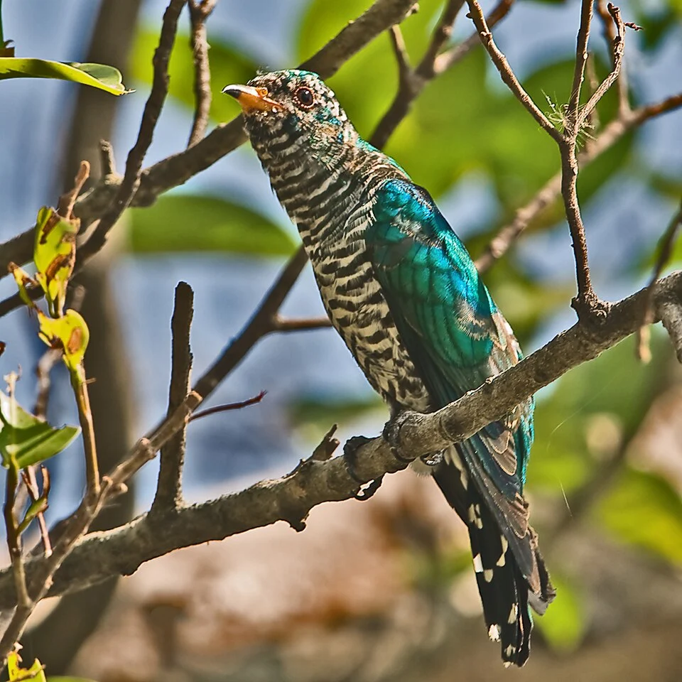 Male Asian Emerald Cuckoo (Chrysococcyx maculatus). Rama IX Park, Bangkok, Thailand.
farm4.static.flickr.com/3127/3140854716_9107305533_o.jpg
Male