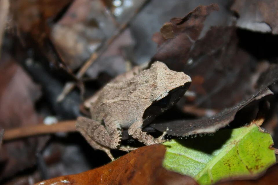 Found during the day in amongst leaf litter on Bohol. This was smaller than the other P. corrugatus frog found at the same location, juvenile perhaps or male?

Thanks to Arvin Diesmos for the identification.