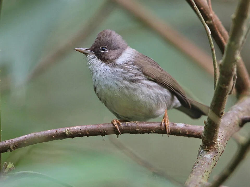 Yuhina humilis, Thailand, 2013-01-30 (iNaturalist).