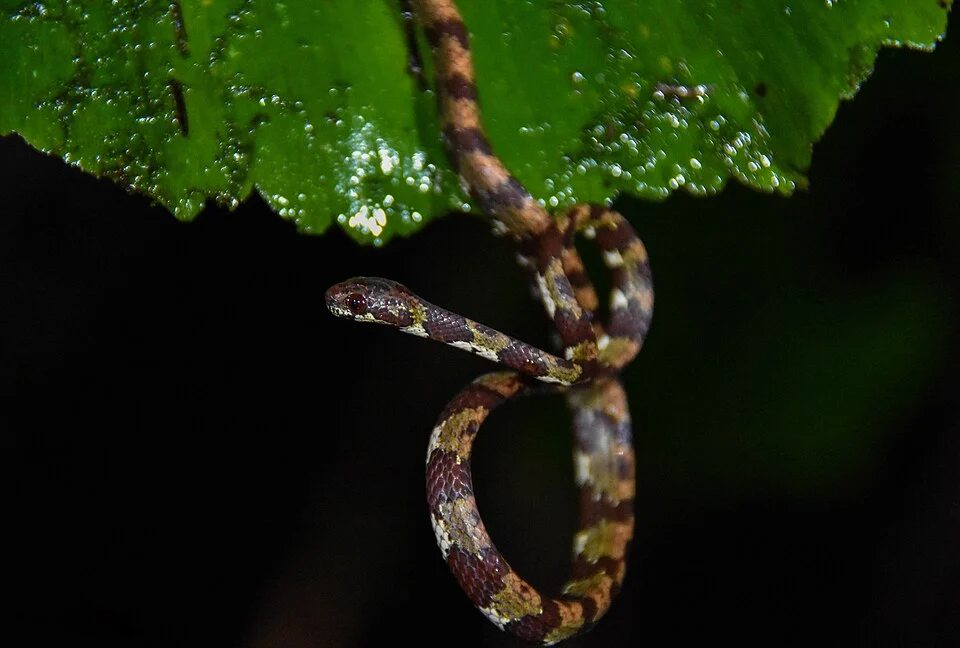 Sibon annulatus, observed at the Research Station at Veragua in Costa Rica