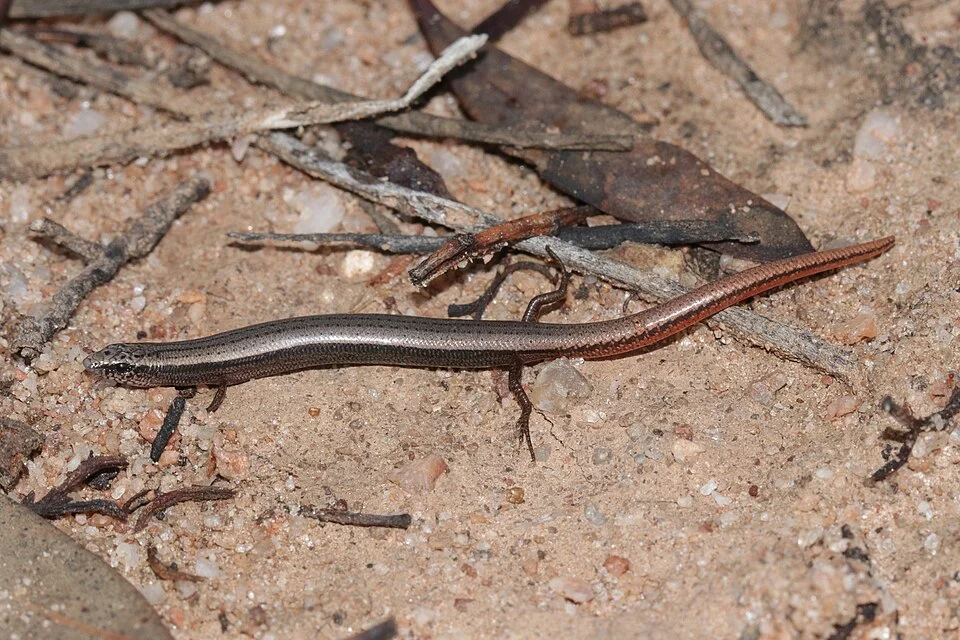 King's Slider (Lerista kingi). Species of reptile.