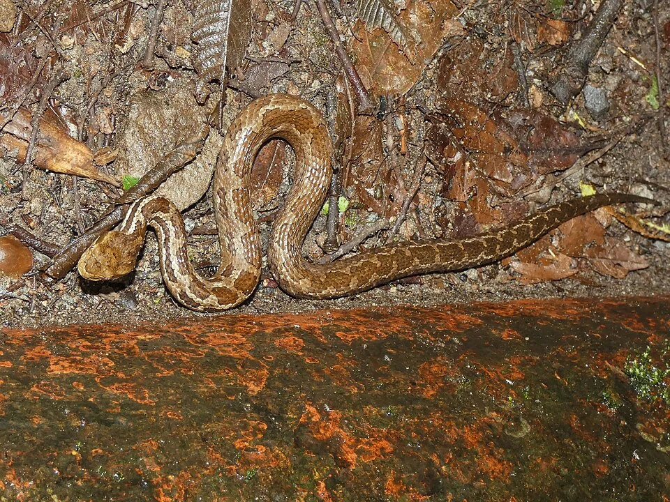 Cerrophidion sasai, Panama.