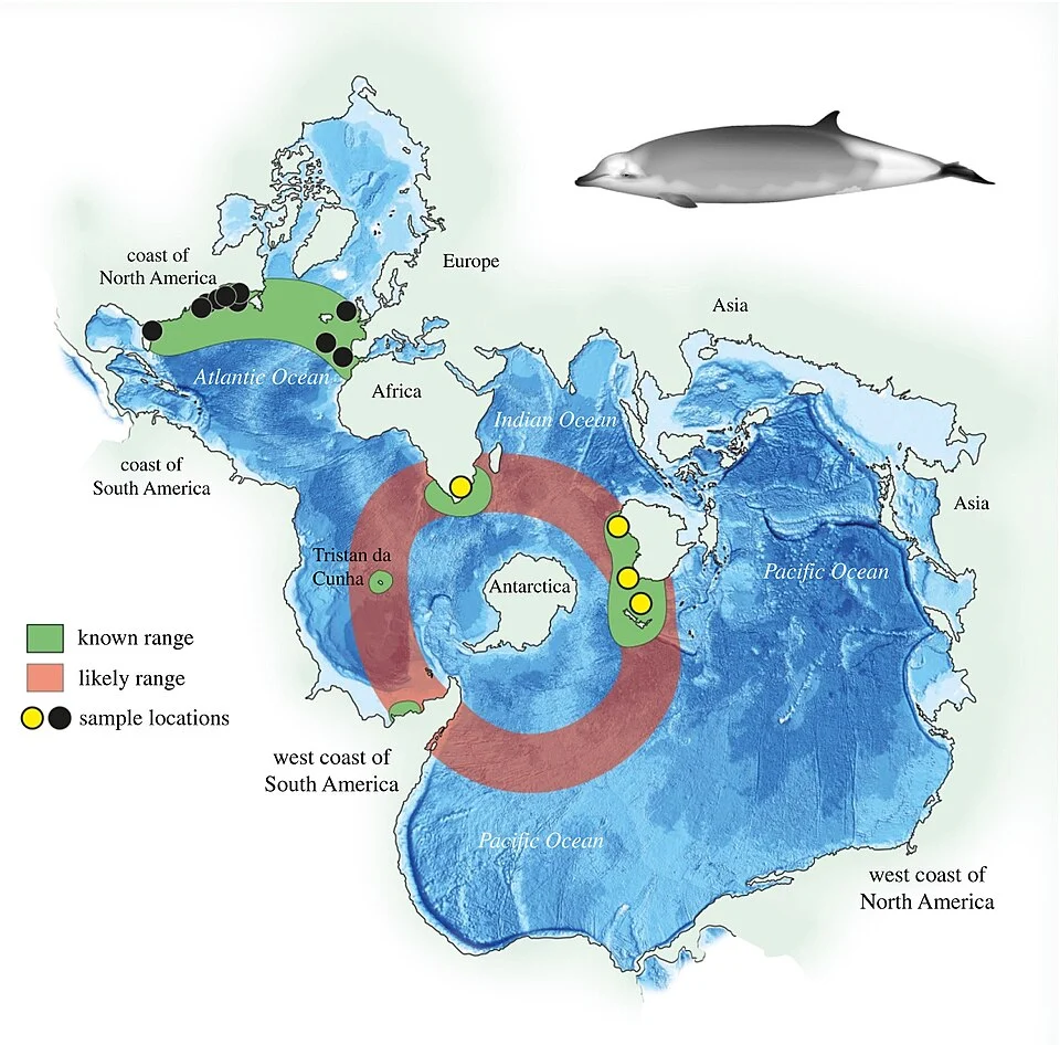 Sampling locations in the NA (black circles) and SH (yellow circle). Global map viewed as a Spilhaus projection that shows the connectedness of the ocean, with sampling locations and distribution of Mesoplodon mirus and proposed species M. eueu shown by the key (sourced from 3,11]), with the artist's impression of the species in top right. Credit: Vivian Ward, University of Auckland.