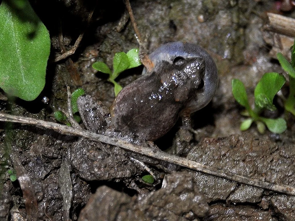 Palmated Chorus Frog, Microhyla palmipes, from paddyfield in Karawang, West Java, Indonesia.  Second male individual, with vocal sac inflated.  Dorsal view.