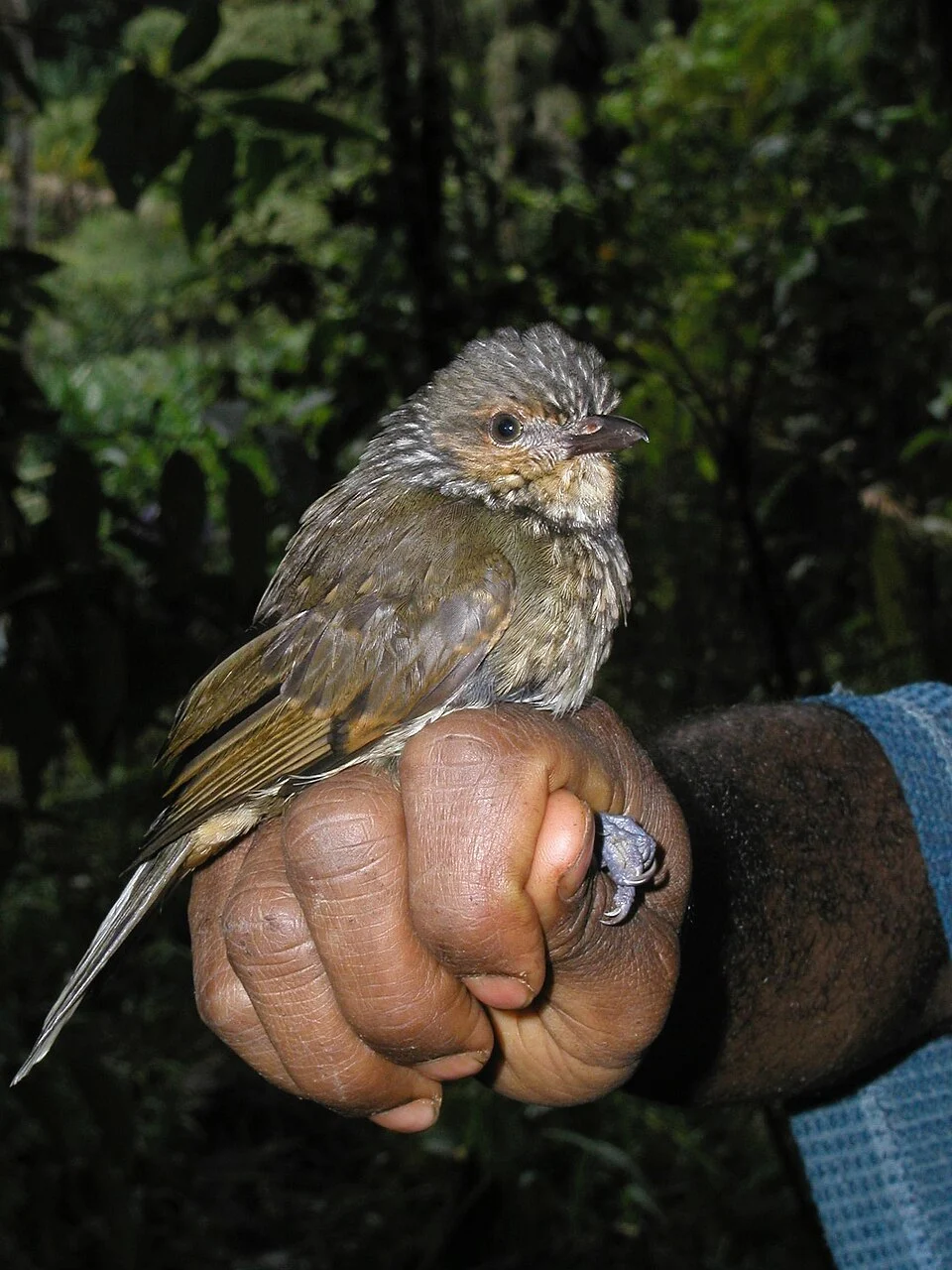 Mottled Berryhunter (Rhagologus leucostigma)