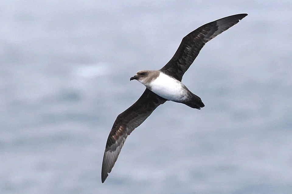 Photo of Atlantic Petrel (undefined) uploaded from iNaturalist.