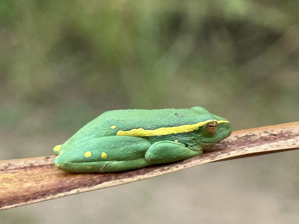 Yellow-striped Reed Frog (Hyperolius semidiscus)