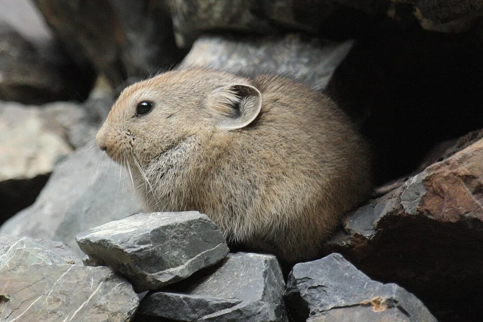 aka Mongolian Pika
