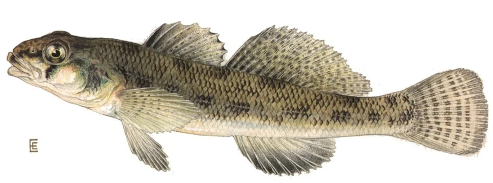 Tesselated darter (Etheostoma olmstedi)