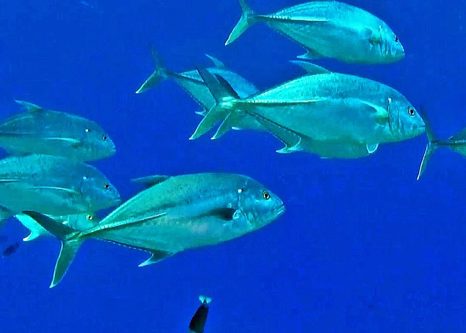 Caranx papuensis from French Polynesia