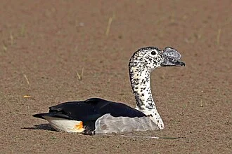 Knob-billed duck (Sarkidiornis melanotos) male, Lake Ziway, Ethiopia