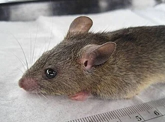 Mastomys natalensis, aka the natal multimammate mouse