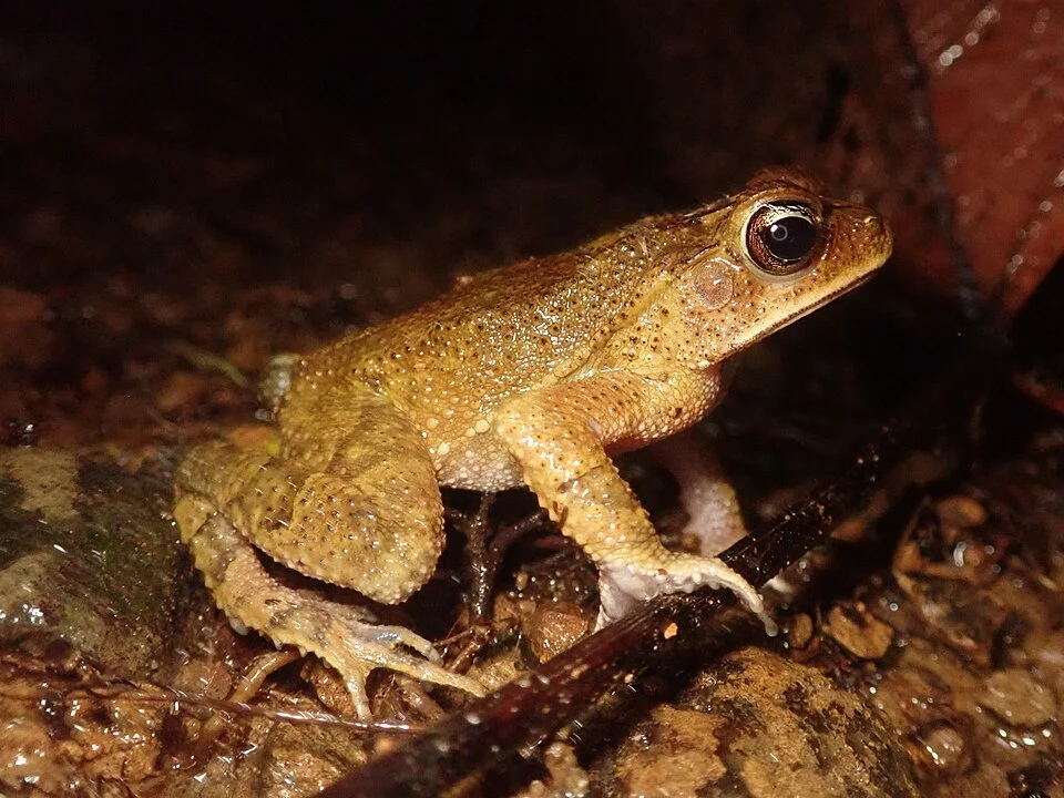 Rainforest Toad (Incilius aucoinae). Species of amphibian.
