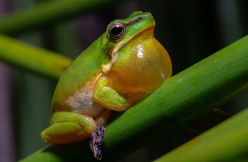 Male eastern dwarf tree frog Drymomantis fallax from Sydney Olympic Park, NSW.