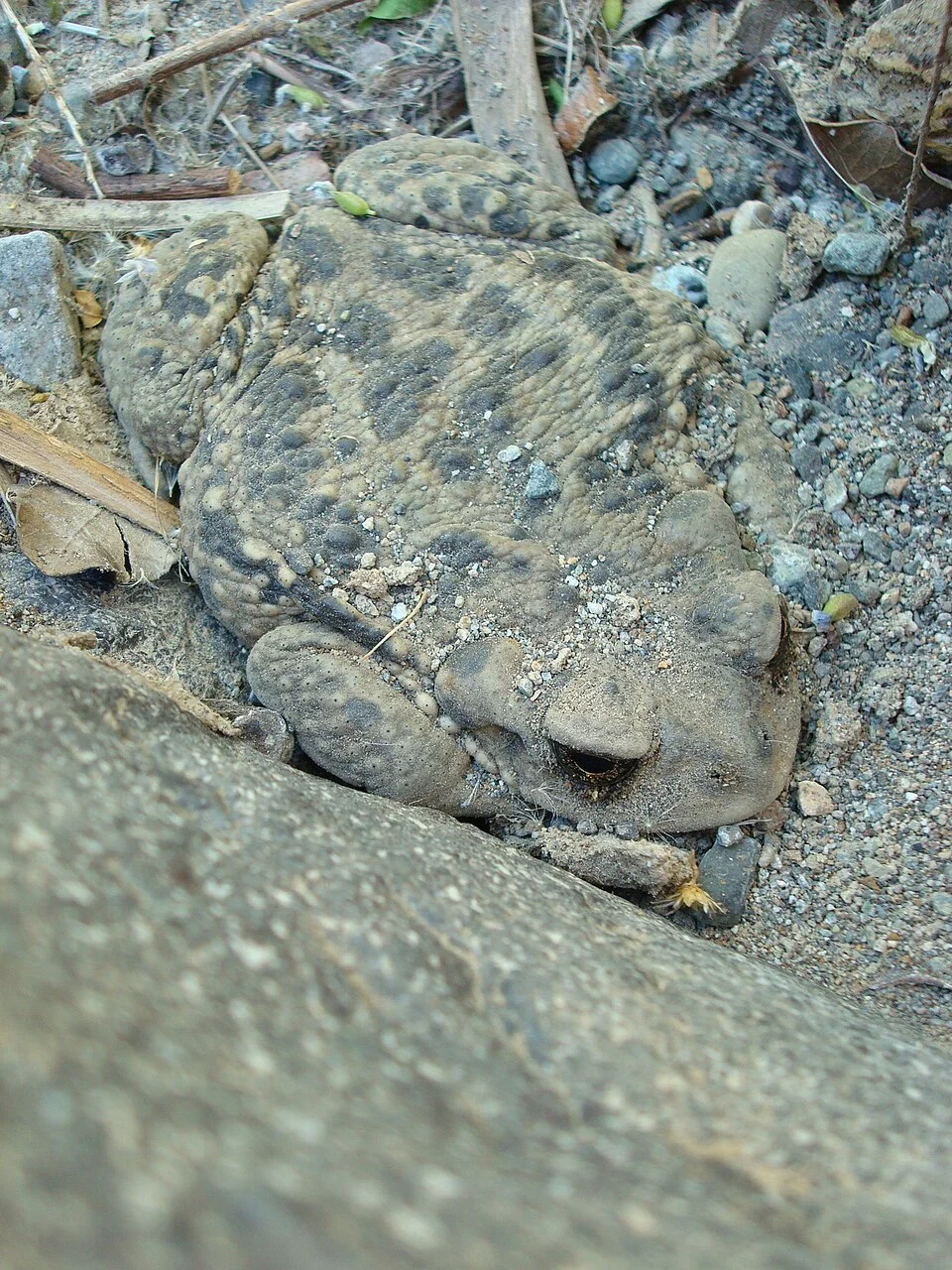 Rhinella Arunco