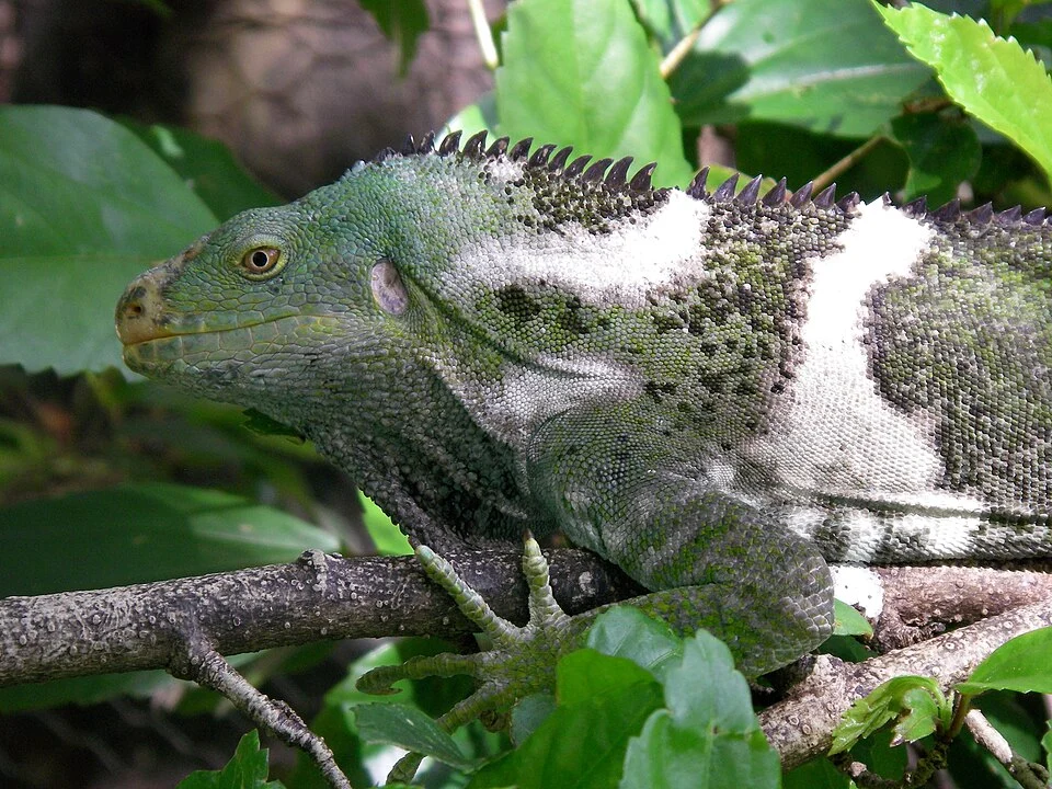 An endangered Crested Iguana. This is a male that can change his colour from green to black when aroused.