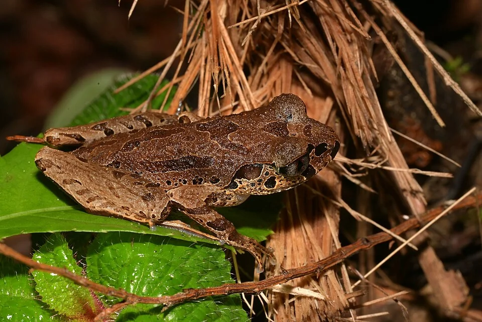 Leptobrachella picta - Painted slender litter frog in Sabah, Malaysia. Photo by Marius Berger. Original iNaturalist observation here: https://www.inaturalist.org/observations/241980839