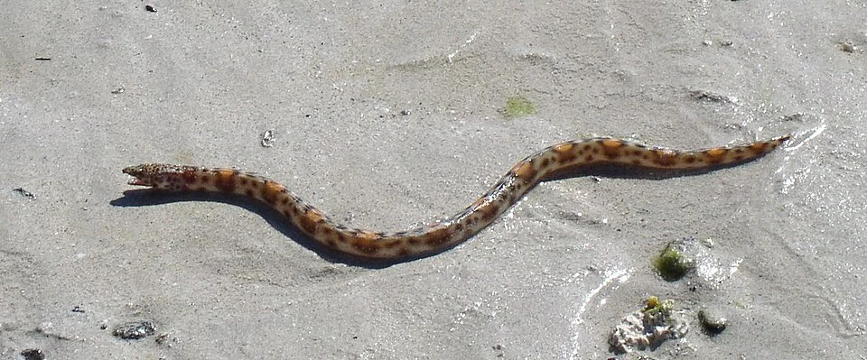 A Smallfish snake eel on the shore near La Paz, Mexico