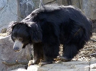 Sloth Bear in the Smithsonian National Zoological Park in Washington, D.C.