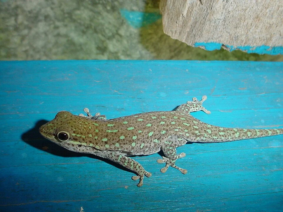 Antandroy dry land day gekko : Lavanono, south of Madagascar